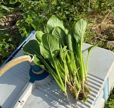 小松菜収穫