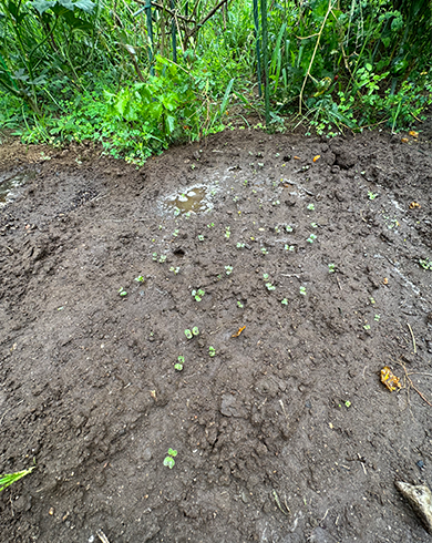二十日ダイコン