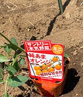 トマト苗