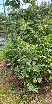 トマト自生